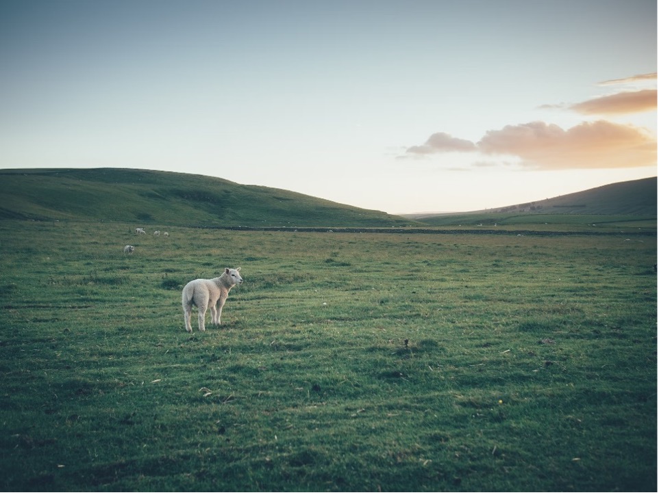 Lost sheep in a field. 