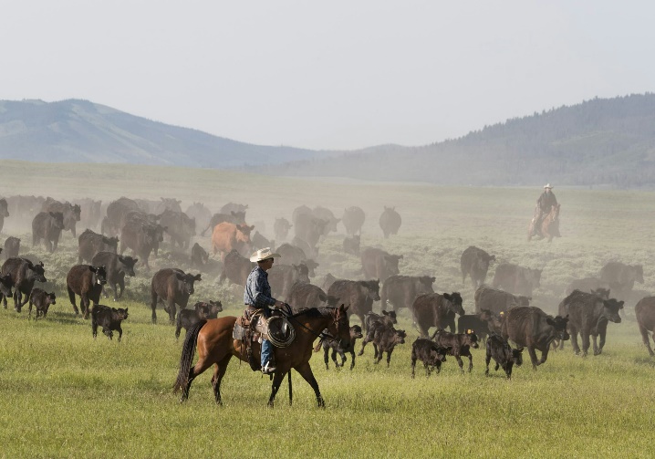 Big Creek Ranch cattle roundup in Wyoming